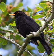 Common Blackbird