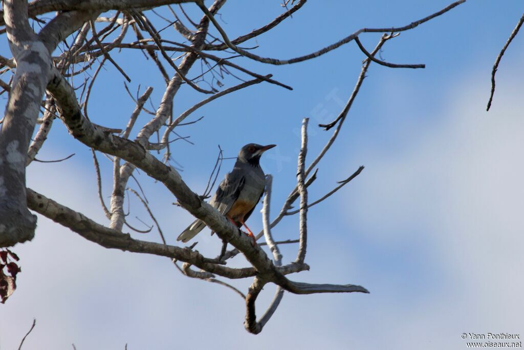 Red-legged Thrush