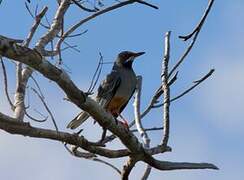 Red-legged Thrush