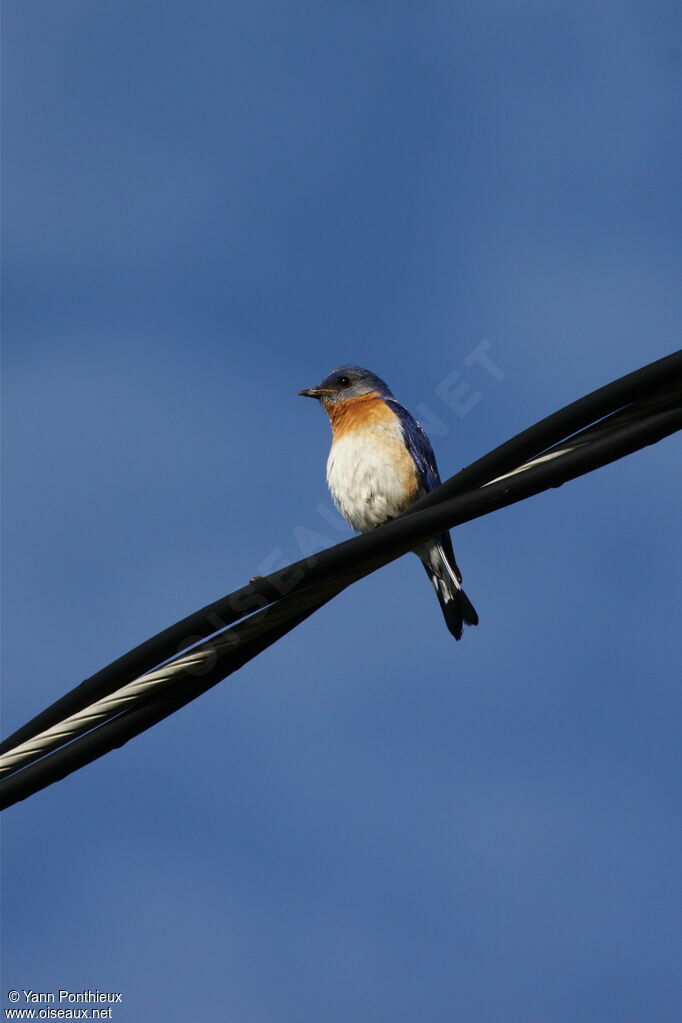 Eastern Bluebird male adult breeding