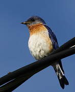 Eastern Bluebird