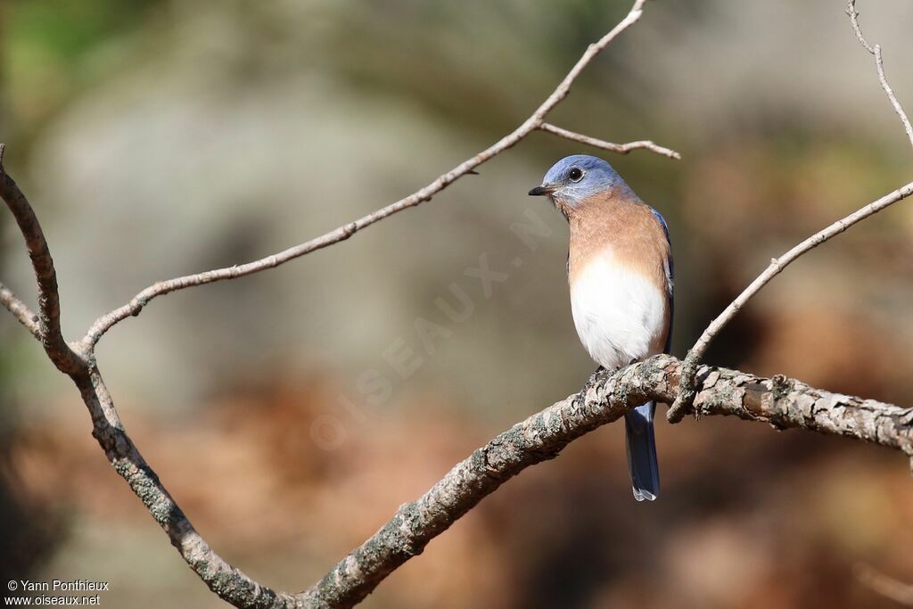 Eastern Bluebird