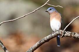 Eastern Bluebird