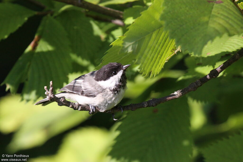 Mésange à tête noire