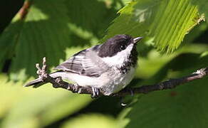 Mésange à tête noire