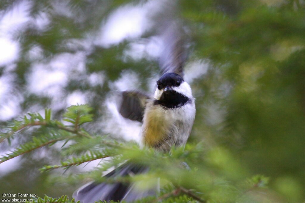 Mésange à tête noire