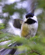 Mésange à tête noire