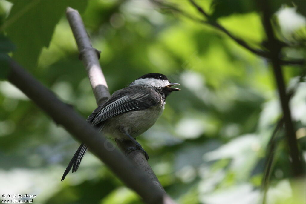 Mésange à tête noireadulte nuptial, chant