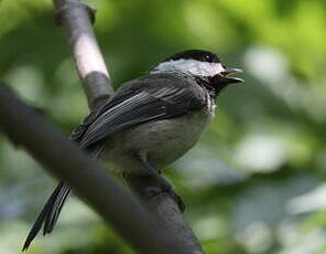 Mésange à tête noire