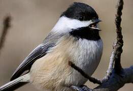 Black-capped Chickadee