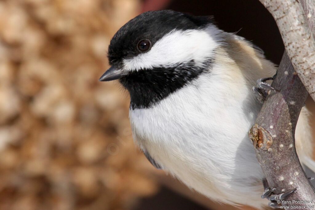 Mésange à tête noireadulte, portrait