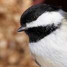 Mésange à tête noire