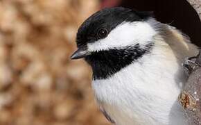 Black-capped Chickadee