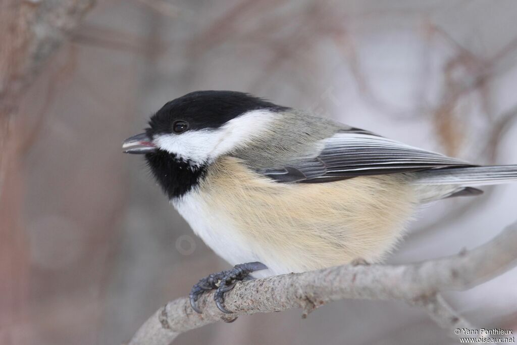 Mésange à tête noire