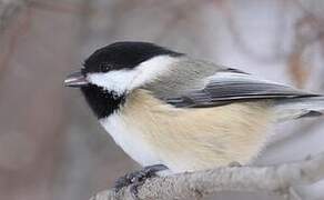 Black-capped Chickadee