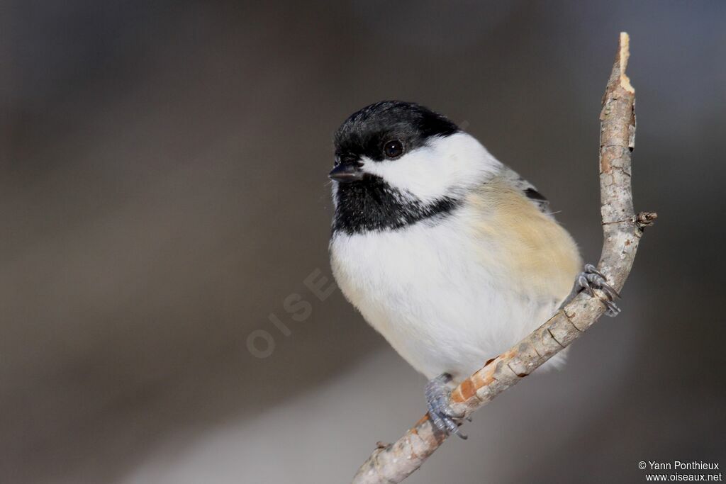 Mésange à tête noire