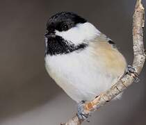 Black-capped Chickadee