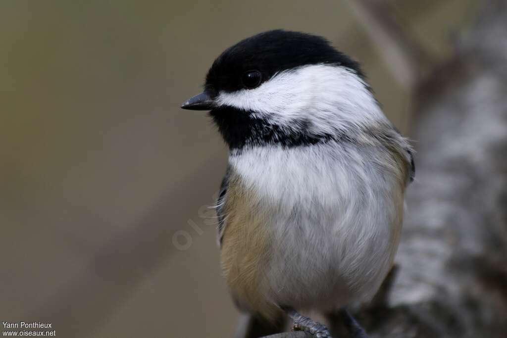 Mésange à tête noireadulte, portrait