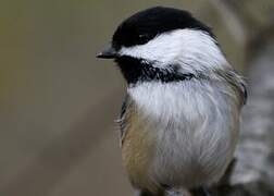 Black-capped Chickadee