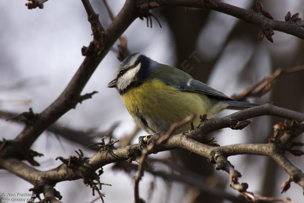 Mésange bleueadulte