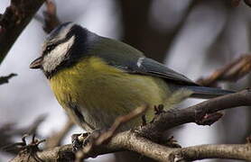 Eurasian Blue Tit