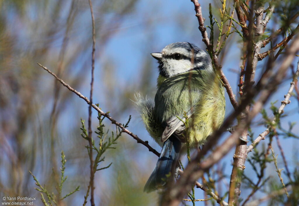 Eurasian Blue Tit