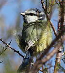 Mésange bleue