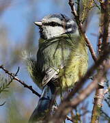 Mésange bleue