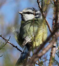 Mésange bleue