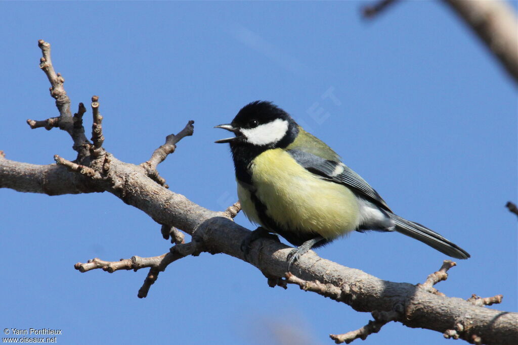 Mésange charbonnière, chant