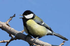 Mésange charbonnière