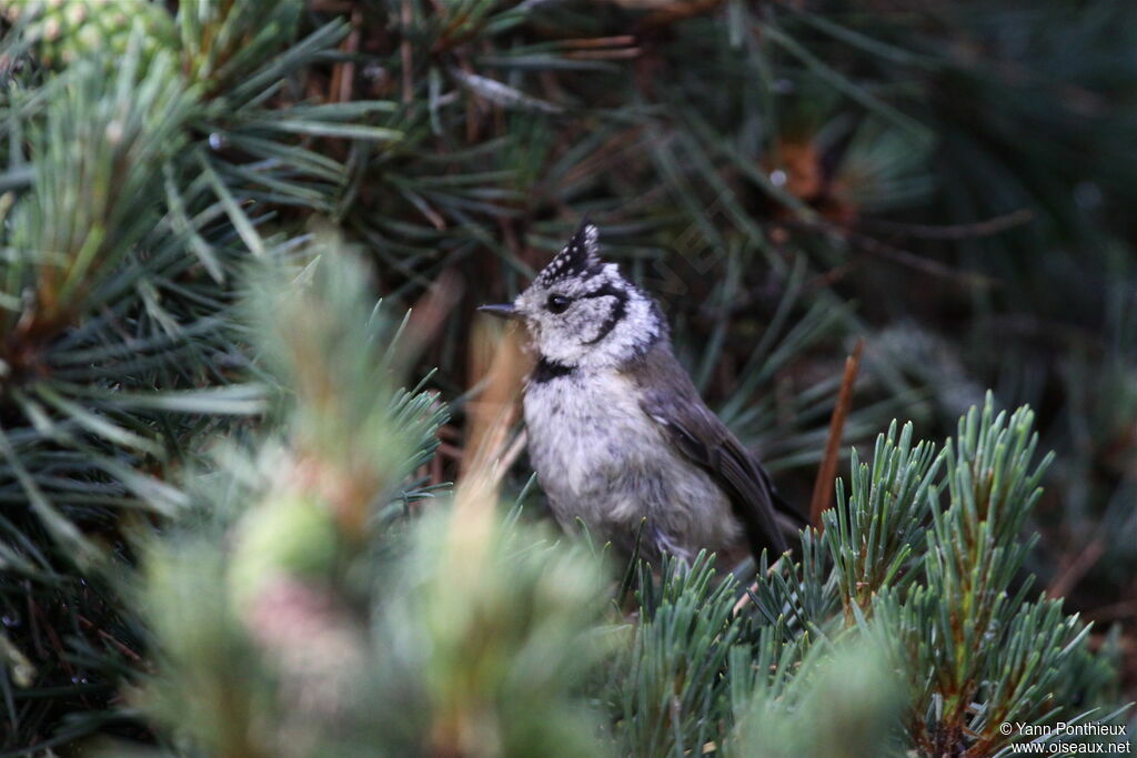 Mésange huppée