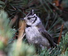 European Crested Tit