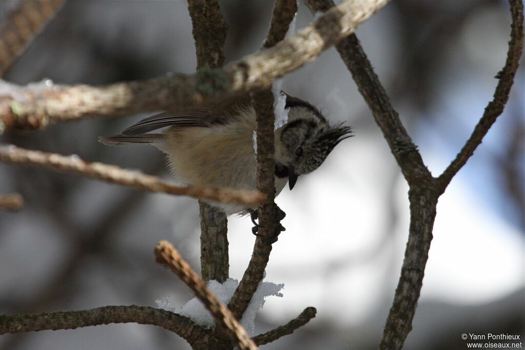 Mésange huppée