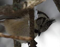 European Crested Tit