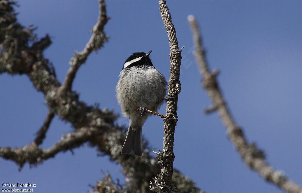 Coal Tit