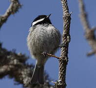 Coal Tit