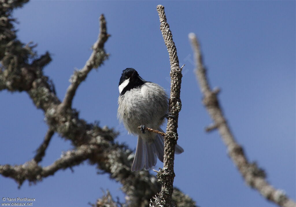 Mésange noire