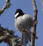 Coal Tit