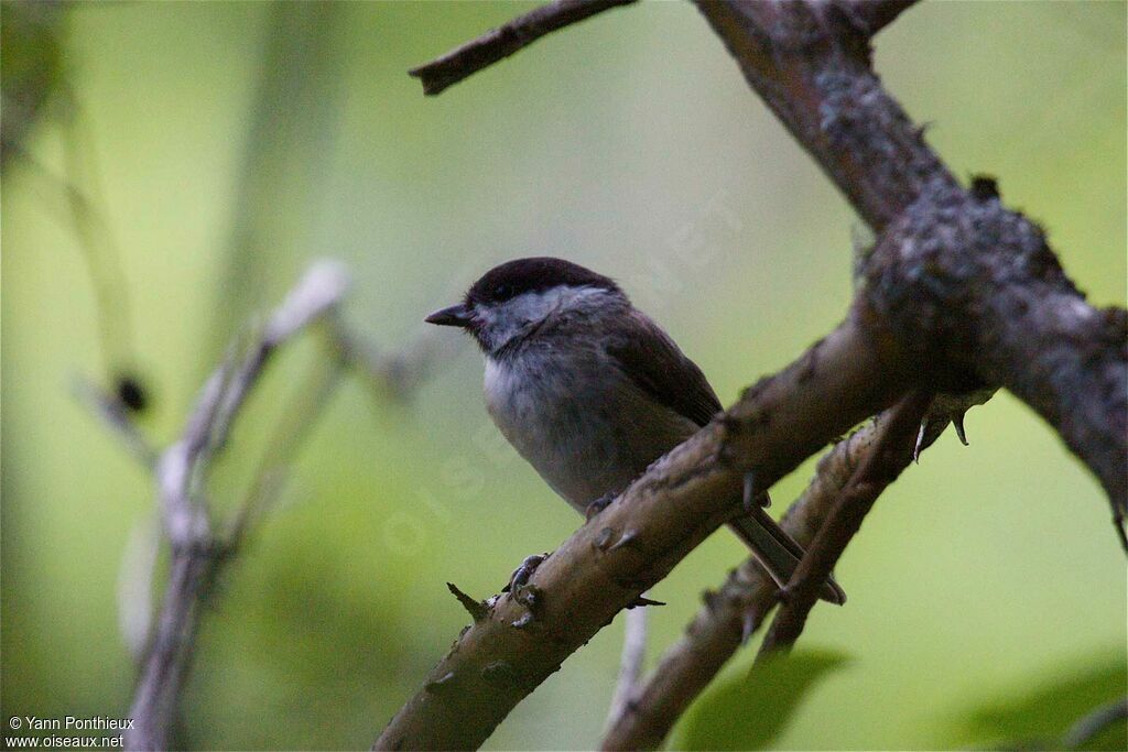 Mésange nonnette