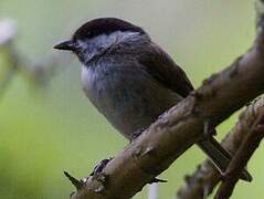 Mésange nonnette
