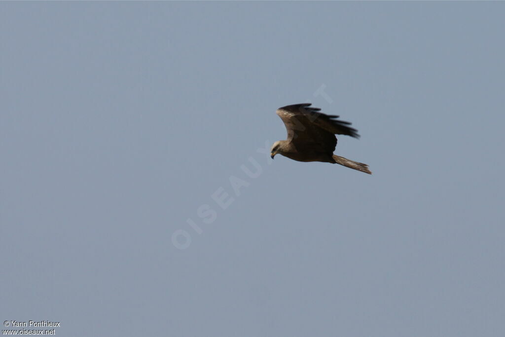 Black Kite