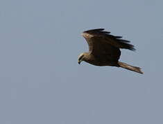 Black Kite