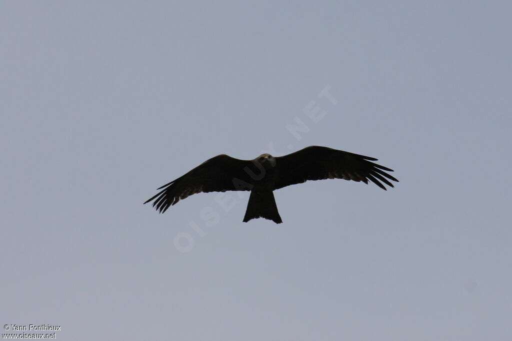 Black Kite