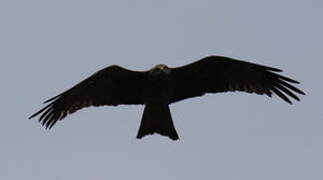 Black Kite