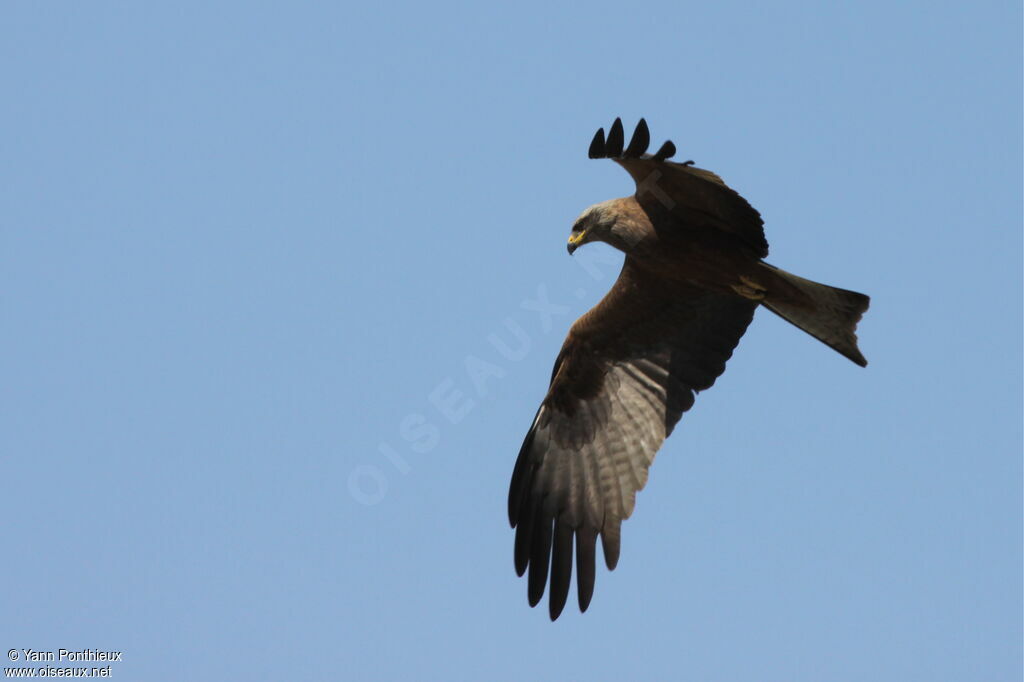 Black Kite