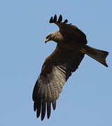 Black Kite