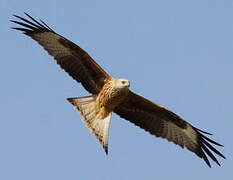 Red Kite