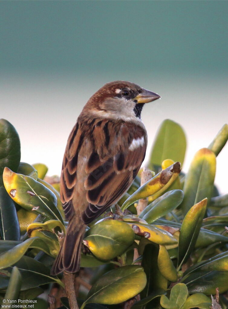 Moineau domestique mâle