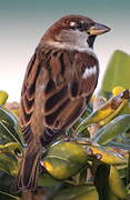 House Sparrow